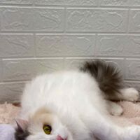 画像2341：メインクーン<br>ヴィヴィちゃん