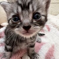 画像23411：アメリカンショートヘア<br>リン　あかいろちゃん