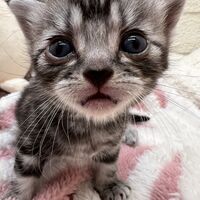 画像23412：アメリカンショートヘア<br>リン　あかいろちゃん