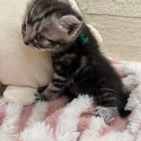 画像23414：アメリカンショートヘア<br>リン　あかいろちゃん