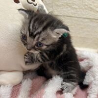 画像23415：アメリカンショートヘア<br>リン　あかいろちゃん