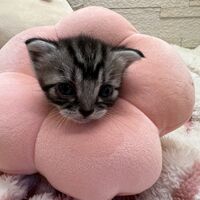 画像23416：アメリカンショートヘア<br>リン　あかいろちゃん