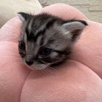 画像23417：アメリカンショートヘア<br>リン　あかいろちゃん