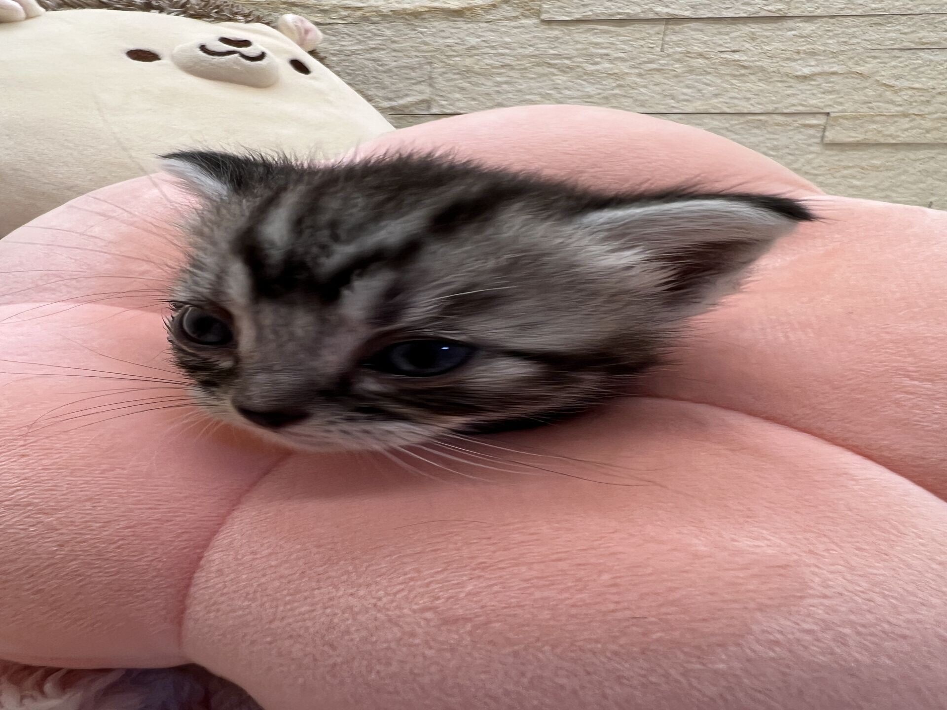 アメリカンショートヘアリン　あかいろちゃん