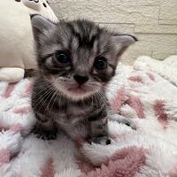 画像23418：アメリカンショートヘア<br>リン　あかいろちゃん