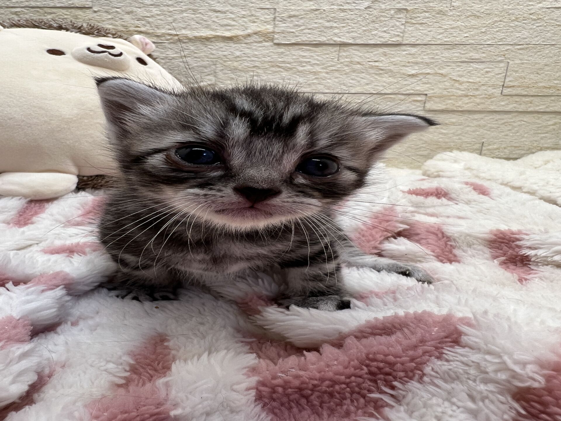 アメリカンショートヘアリン　あかいろちゃん