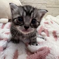 画像23419：アメリカンショートヘア<br>リン　あかいろちゃん