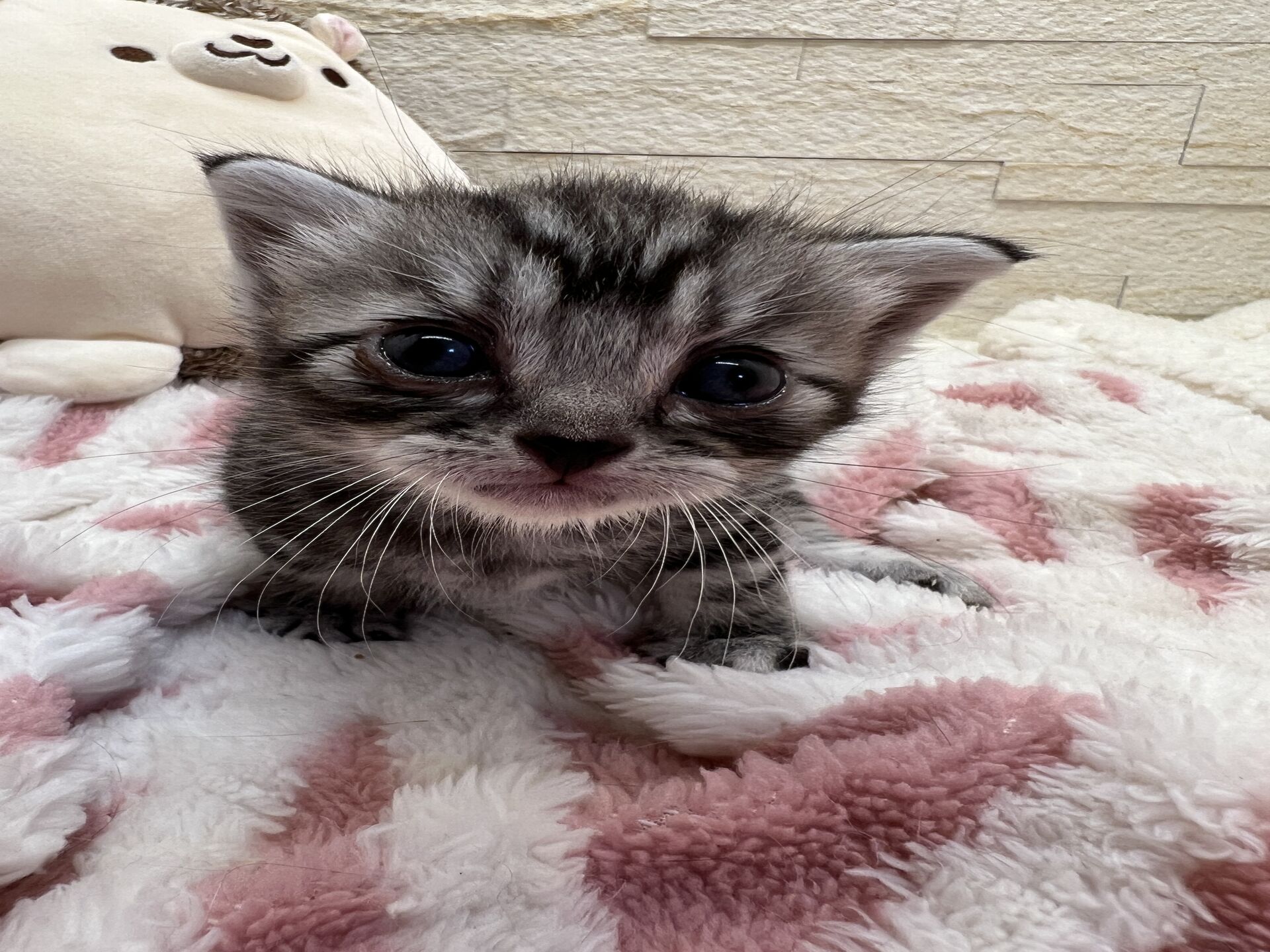 アメリカンショートヘアリン　あかいろちゃん