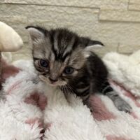 画像23420：アメリカンショートヘア<br>リン　あかいろちゃん