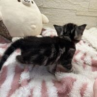 画像23421：アメリカンショートヘア<br>リン　あかいろちゃん