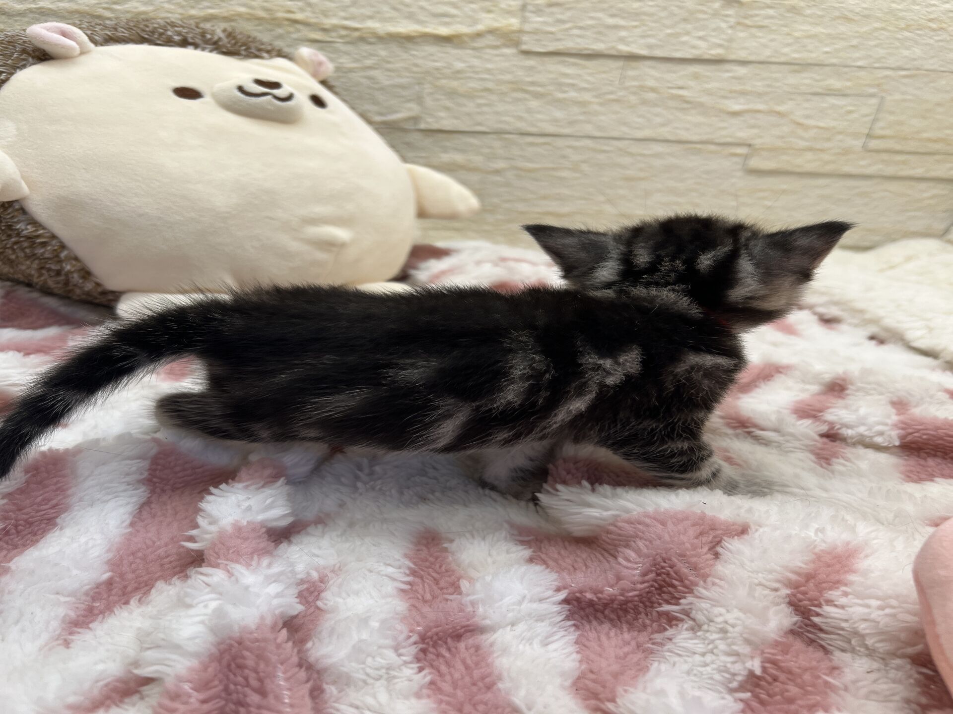 アメリカンショートヘアリン　あかいろちゃん