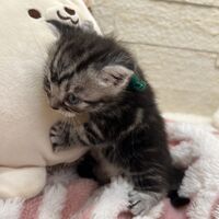 画像23422：アメリカンショートヘア<br>リン　あかいろちゃん