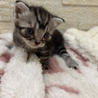 画像23423：アメリカンショートヘア<br>リン　あかいろちゃん