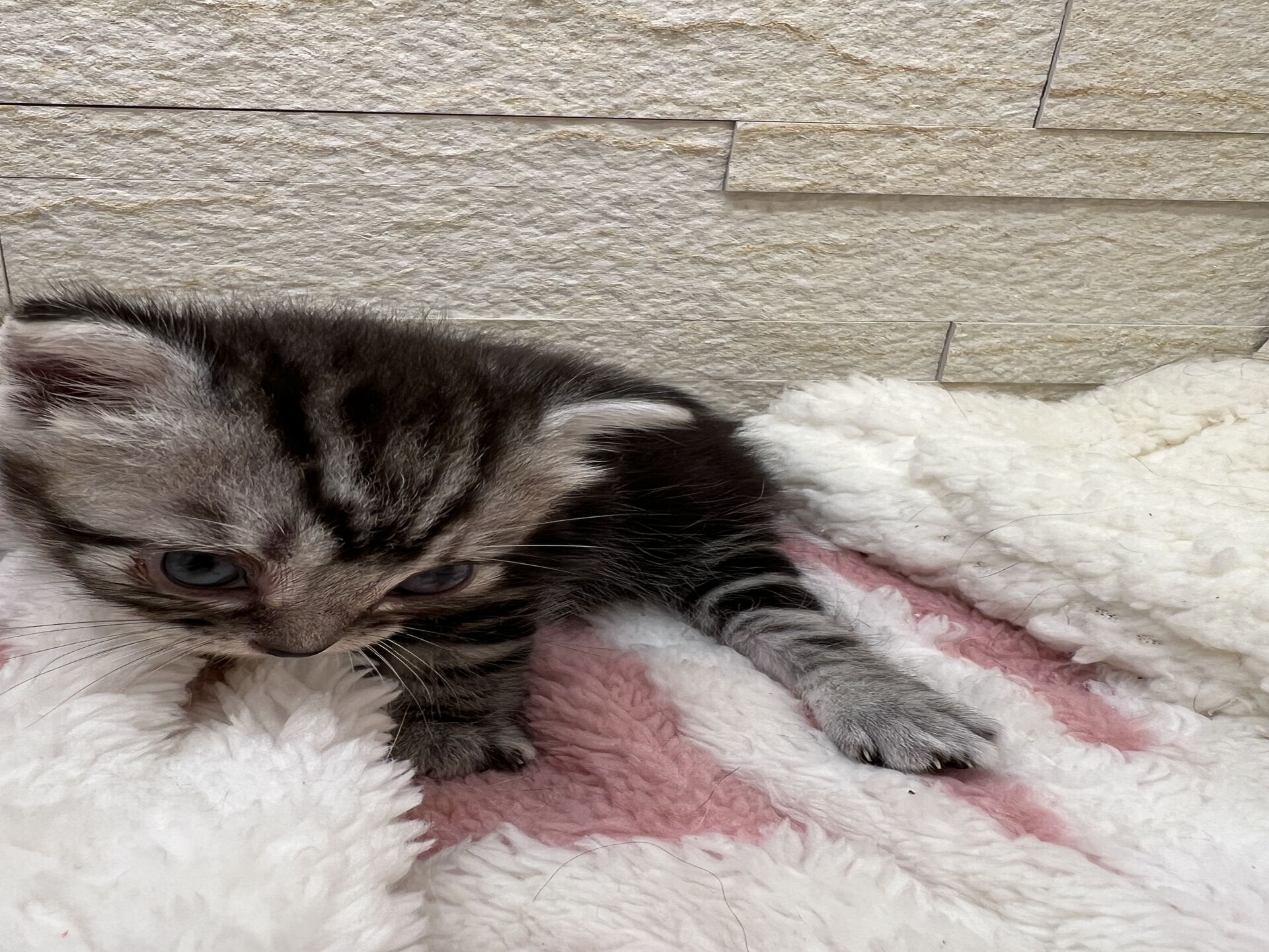 アメリカンショートヘアリン　あかいろちゃん