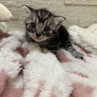 画像23425：アメリカンショートヘア<br>リン　あかいろちゃん