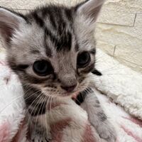 画像23442：アメリカンショートヘア<br>リン　あかいろちゃん