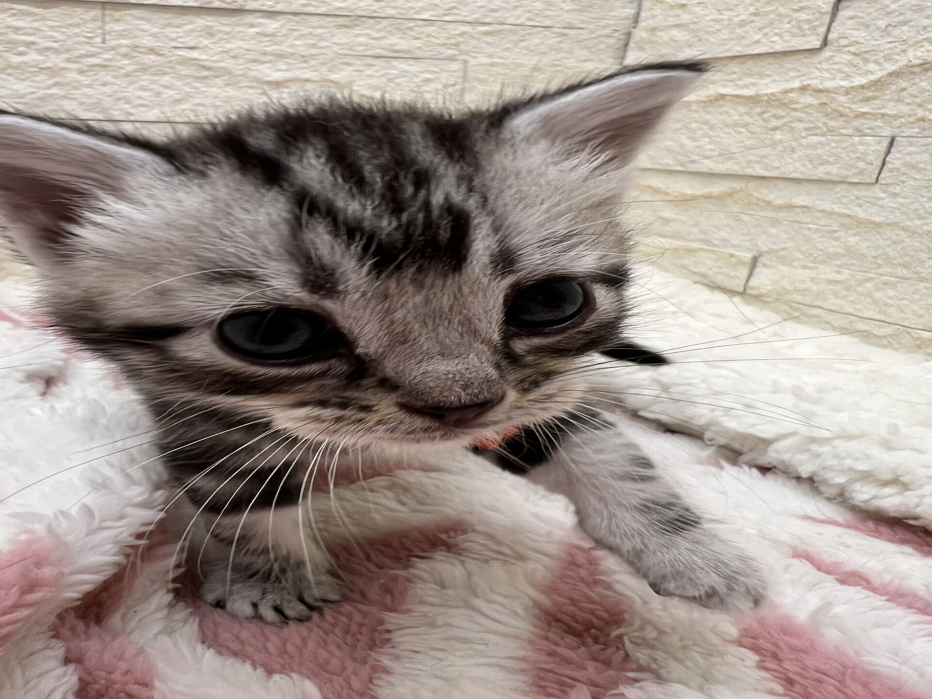 アメリカンショートヘアリン　あかいろちゃん