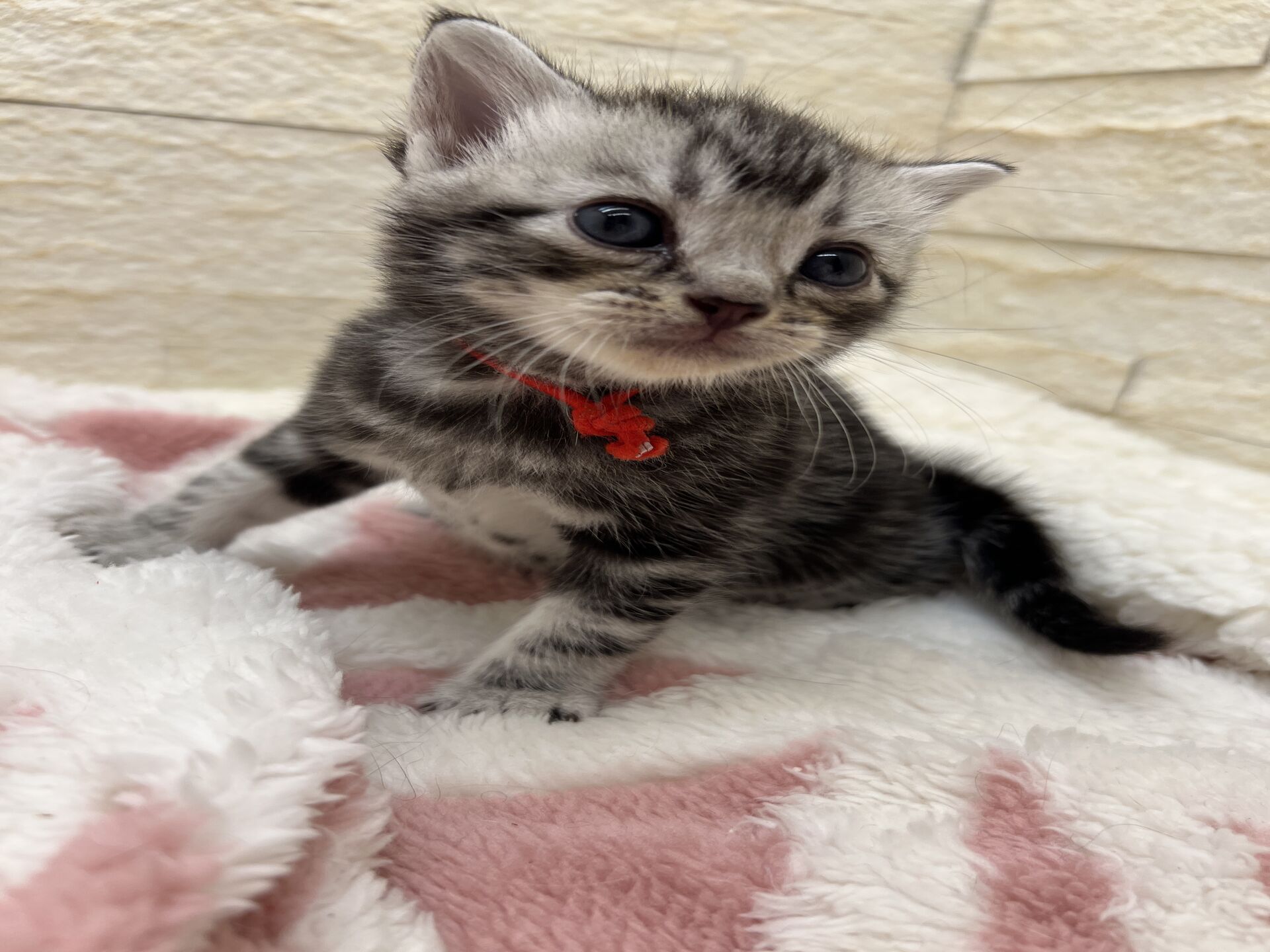 アメリカンショートヘアリン　あかいろちゃん