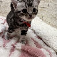 画像23444：アメリカンショートヘア<br>リン　あかいろちゃん