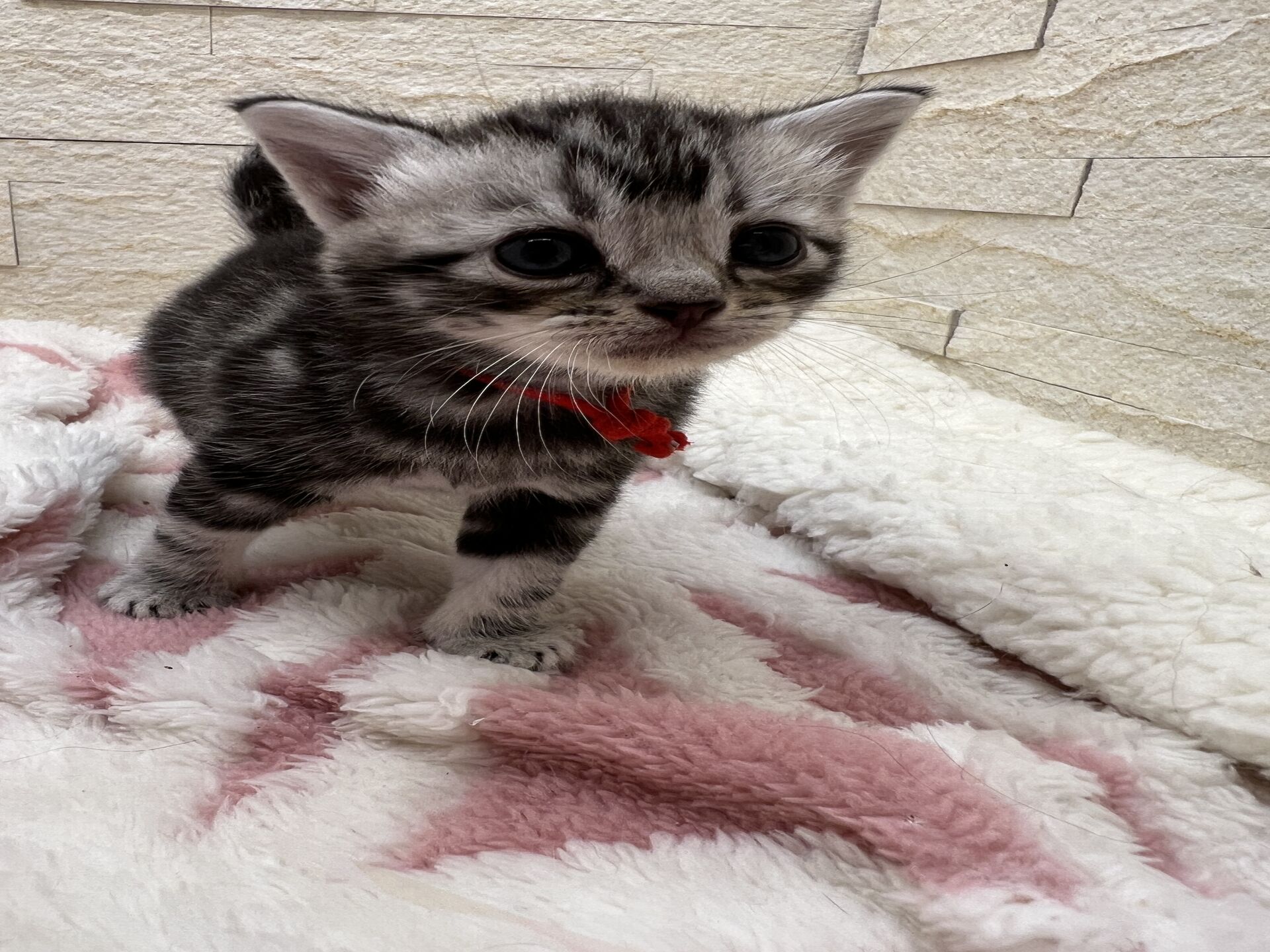 アメリカンショートヘアリン　あかいろちゃん