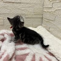 画像23445：アメリカンショートヘア<br>リン　あかいろちゃん