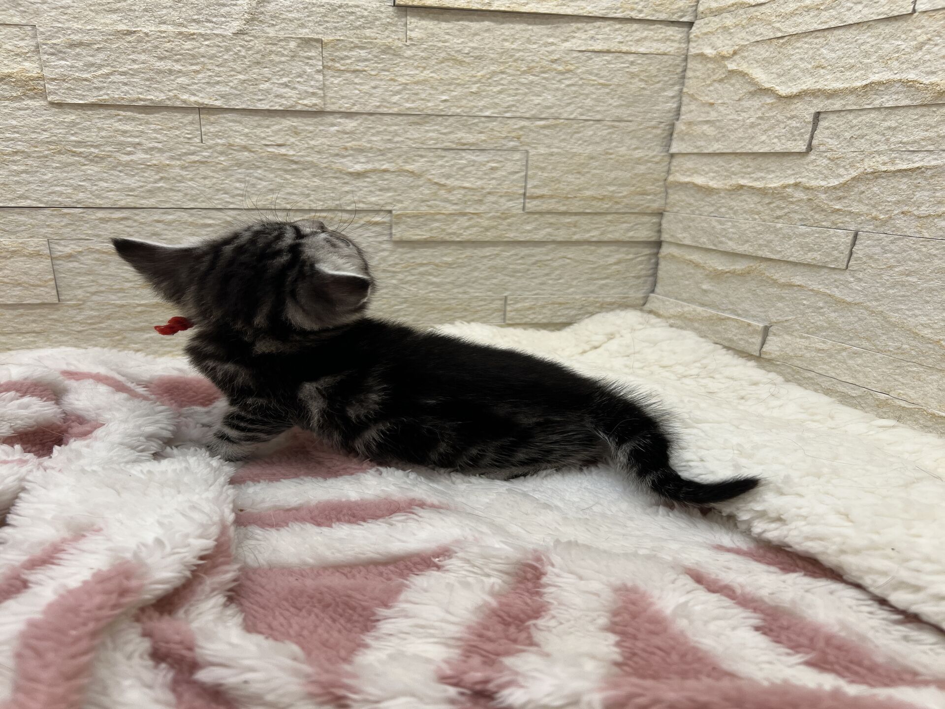 アメリカンショートヘアリン　あかいろちゃん