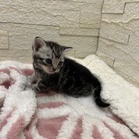画像23446：アメリカンショートヘア<br>リン　あかいろちゃん