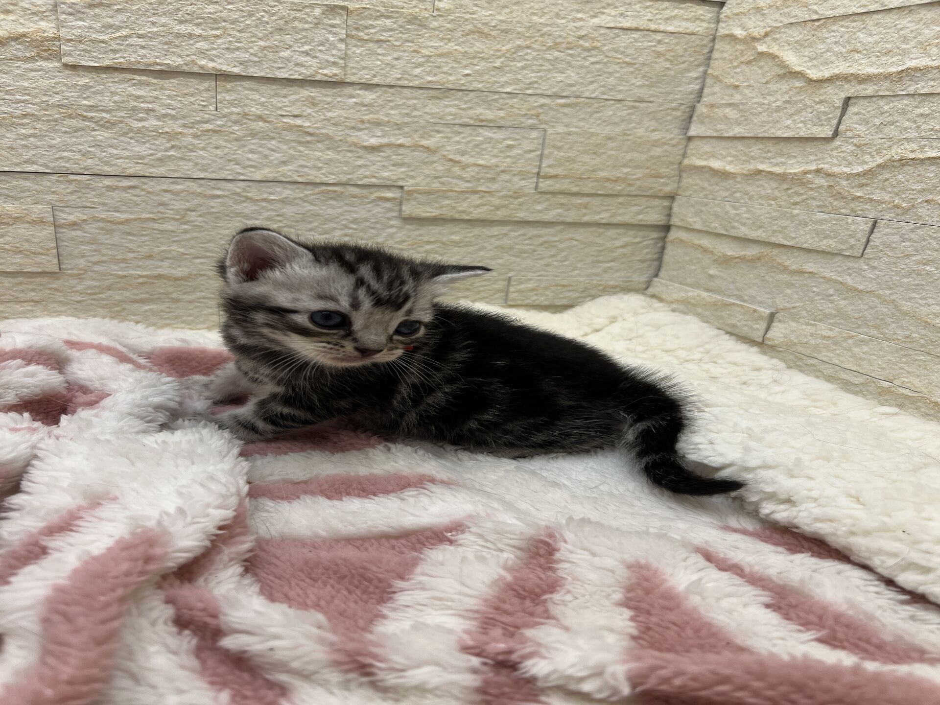 アメリカンショートヘアリン　あかいろちゃん