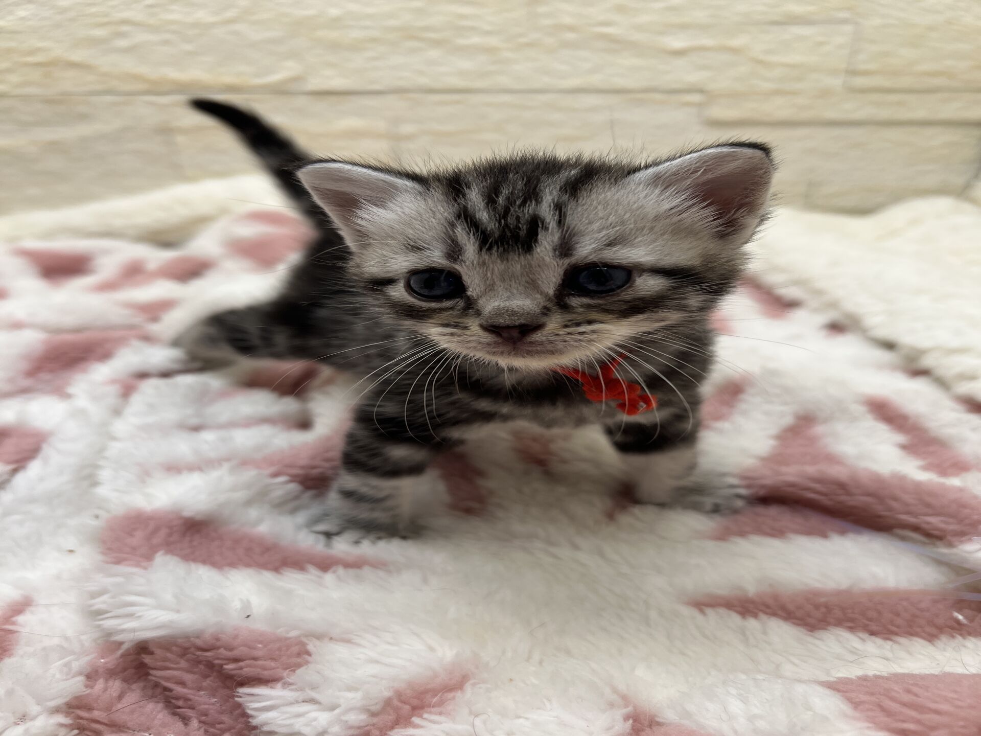 アメリカンショートヘアリン　あかいろちゃん