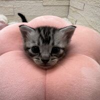 画像23448：アメリカンショートヘア<br>リン　あかいろちゃん