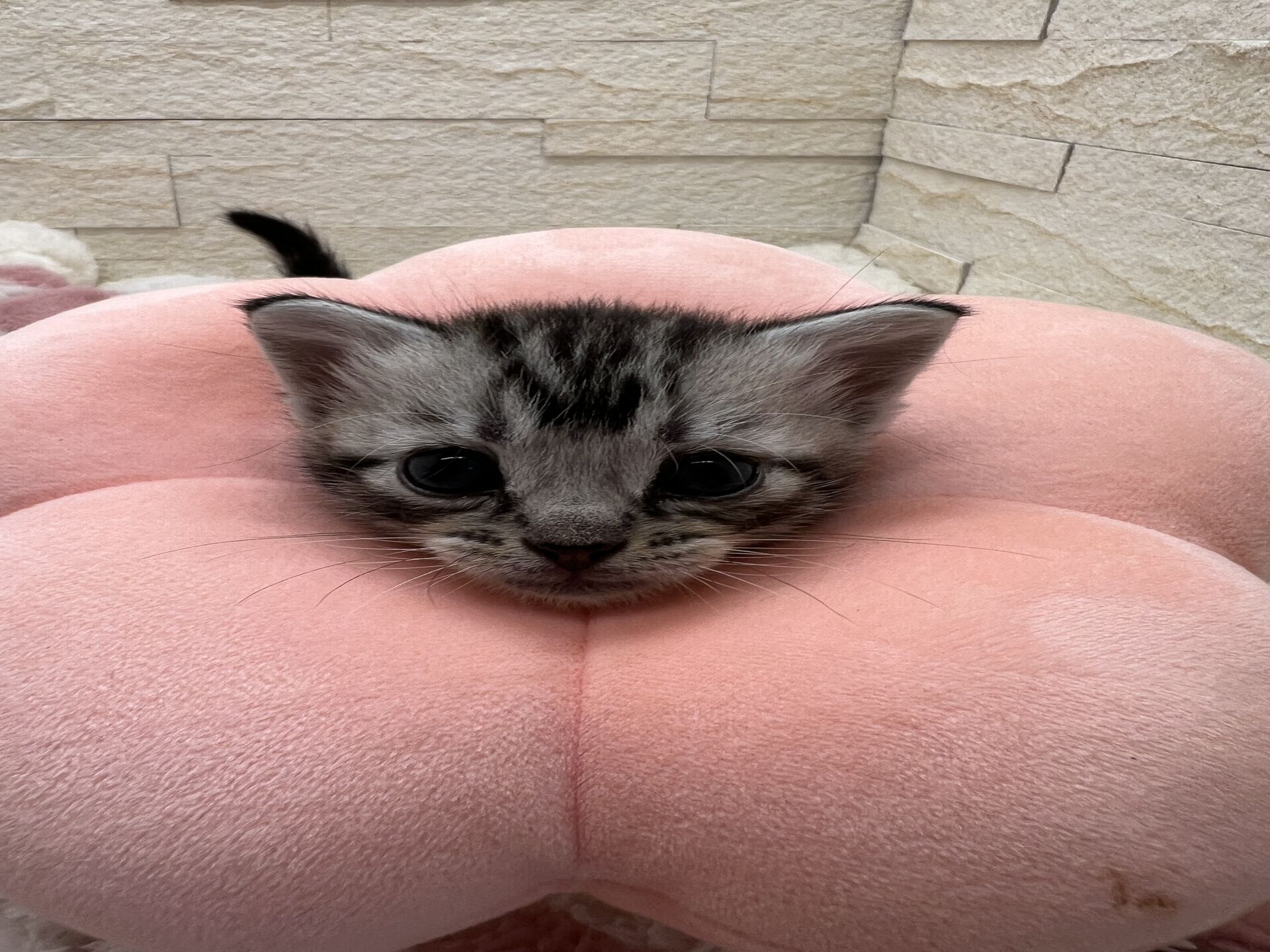 アメリカンショートヘアリン　あかいろちゃん