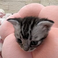 画像23449：アメリカンショートヘア<br>リン　あかいろちゃん
