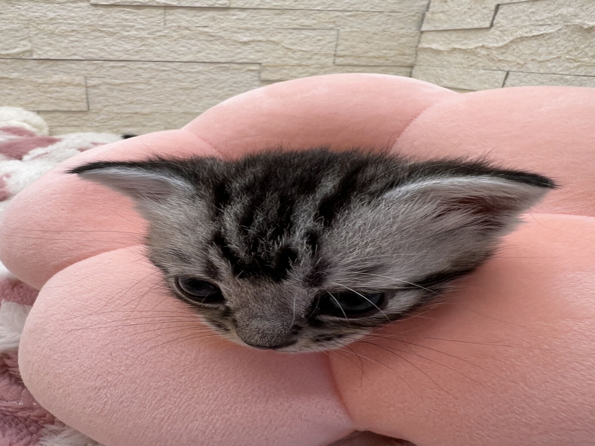 アメリカンショートヘアリン　あかいろちゃん