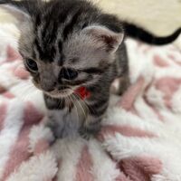 画像23450：アメリカンショートヘア<br>リン　あかいろちゃん