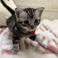 画像23451：アメリカンショートヘア<br>リン　あかいろちゃん
