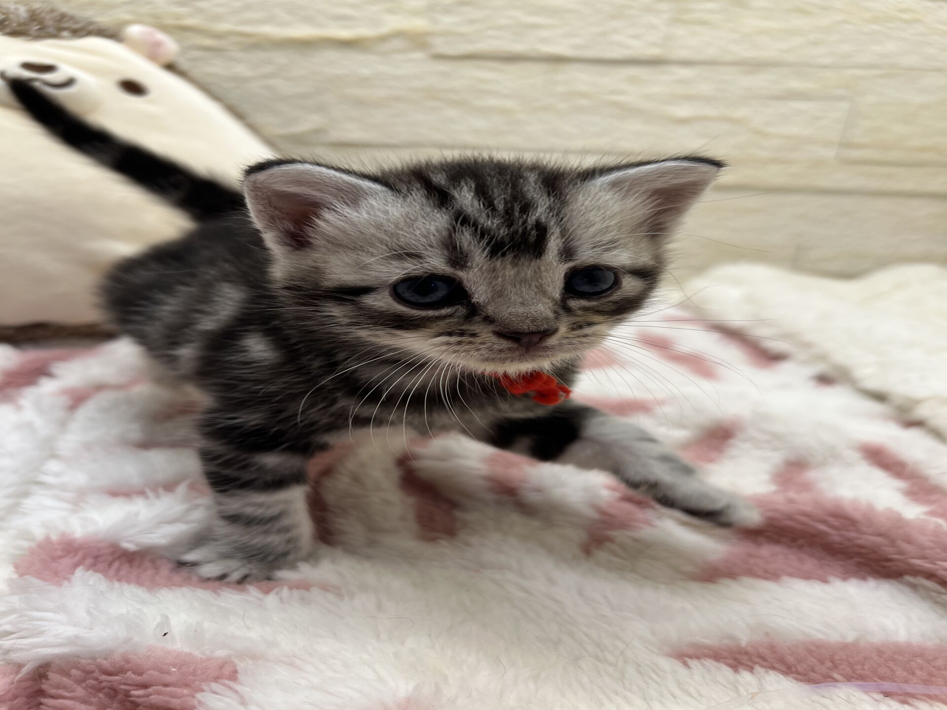 アメリカンショートヘアリン　あかいろちゃん