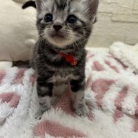 画像23452：アメリカンショートヘア<br>リン　あかいろちゃん