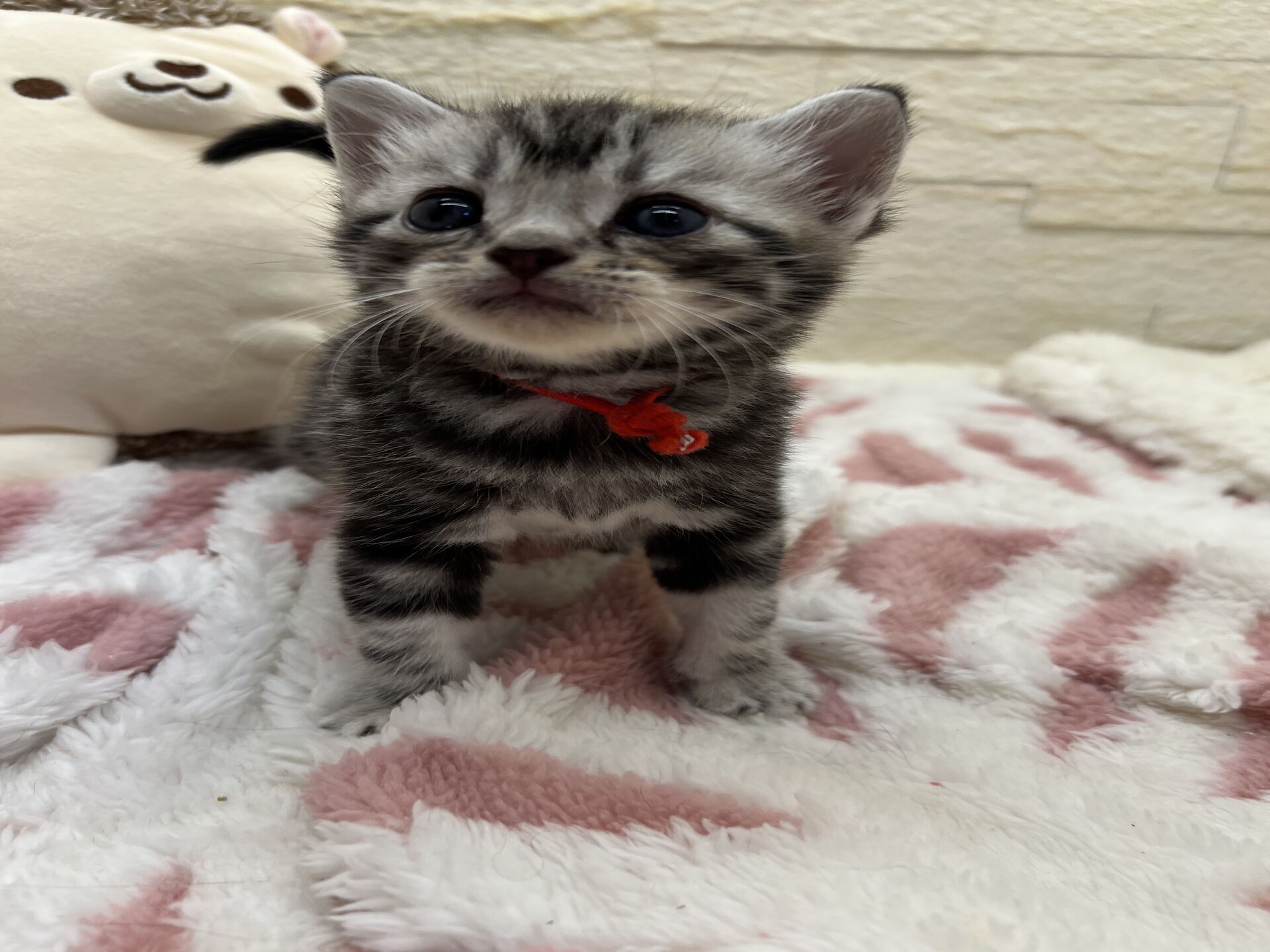 アメリカンショートヘアリン　あかいろちゃん