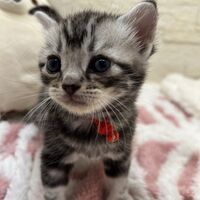 画像23453：アメリカンショートヘア<br>リン　あかいろちゃん