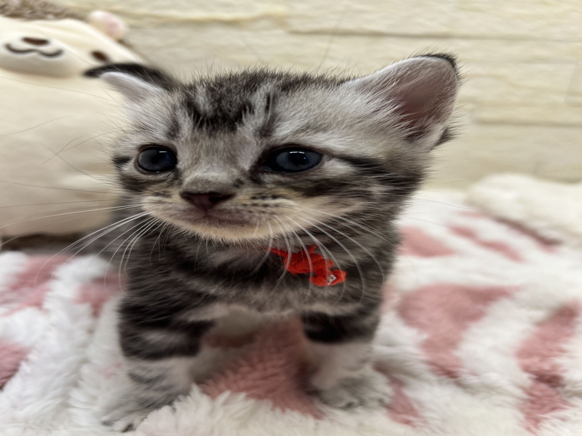 アメリカンショートヘアリン　あかいろちゃん