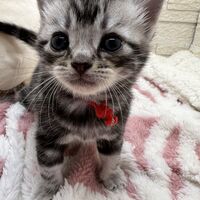 画像23454：アメリカンショートヘア<br>リン　あかいろちゃん