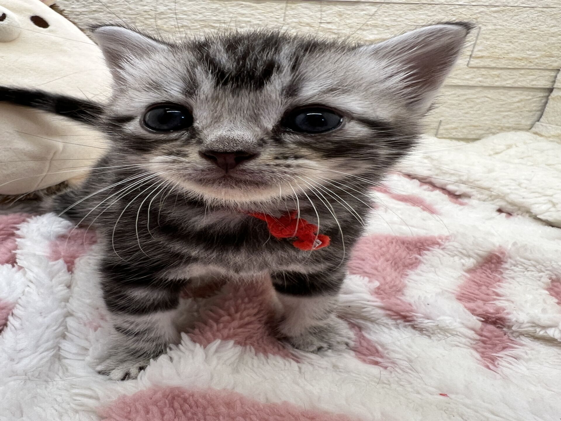 アメリカンショートヘアリン　あかいろちゃん