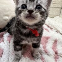 画像23455：アメリカンショートヘア<br>リン　あかいろちゃん