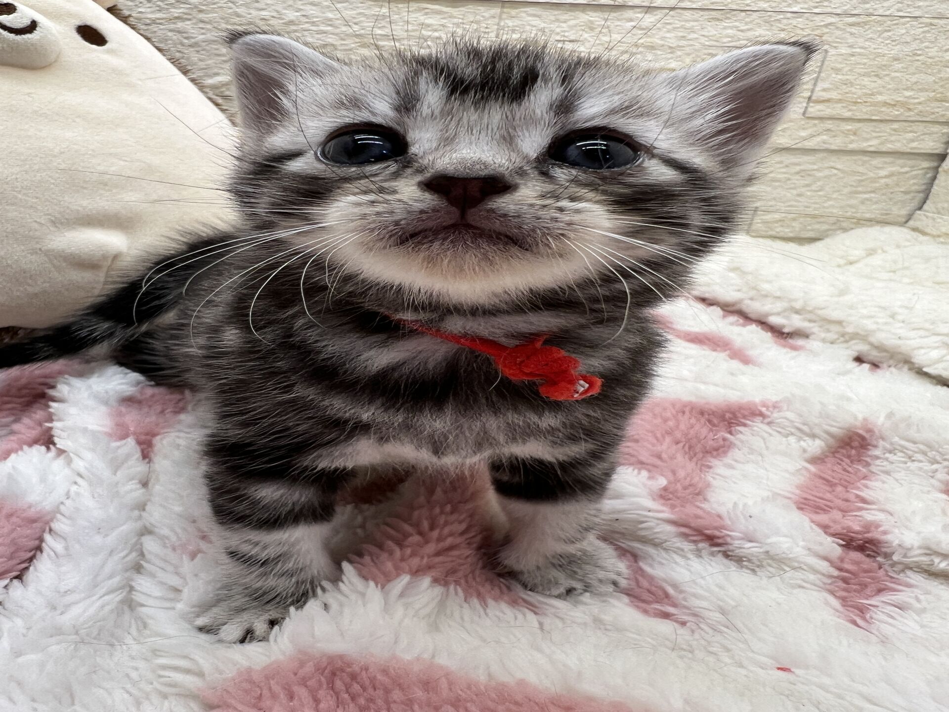 アメリカンショートヘアリン　あかいろちゃん