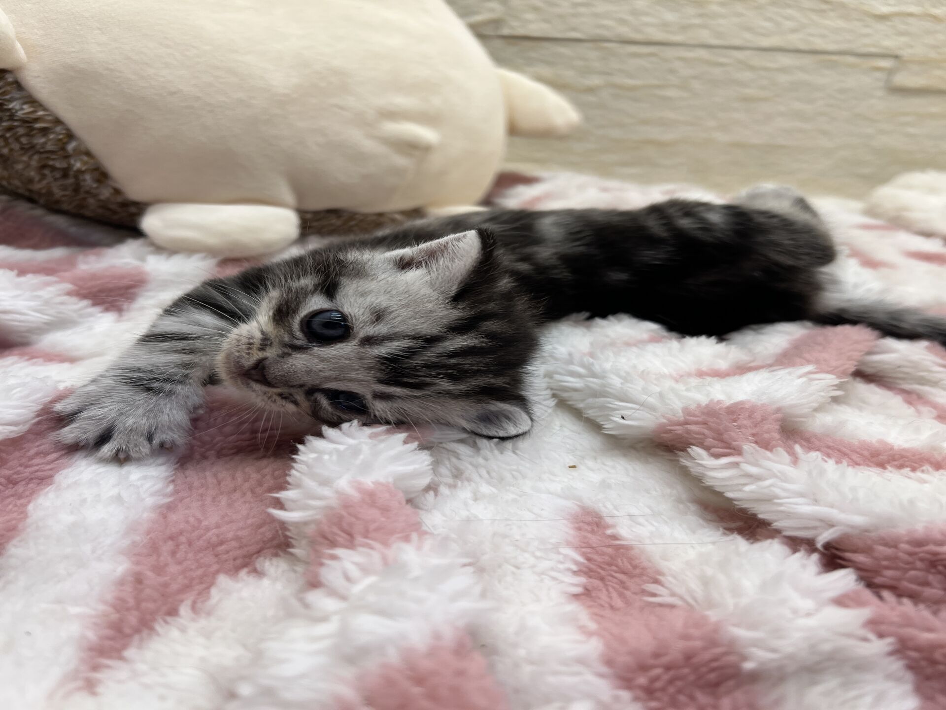 アメリカンショートヘアリン　あかいろちゃん