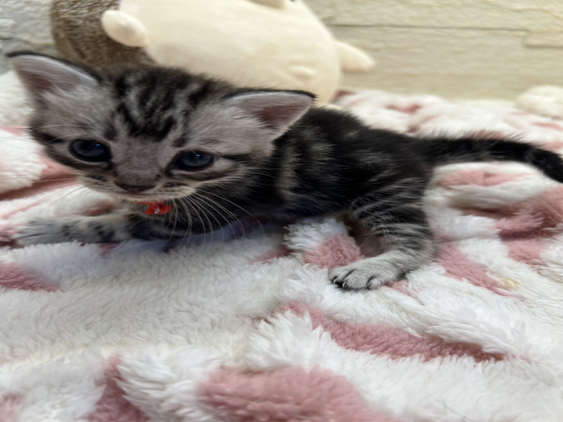 アメリカンショートヘアリン　あかいろちゃん