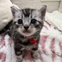 画像23459：アメリカンショートヘア<br>リン　あかいろちゃん