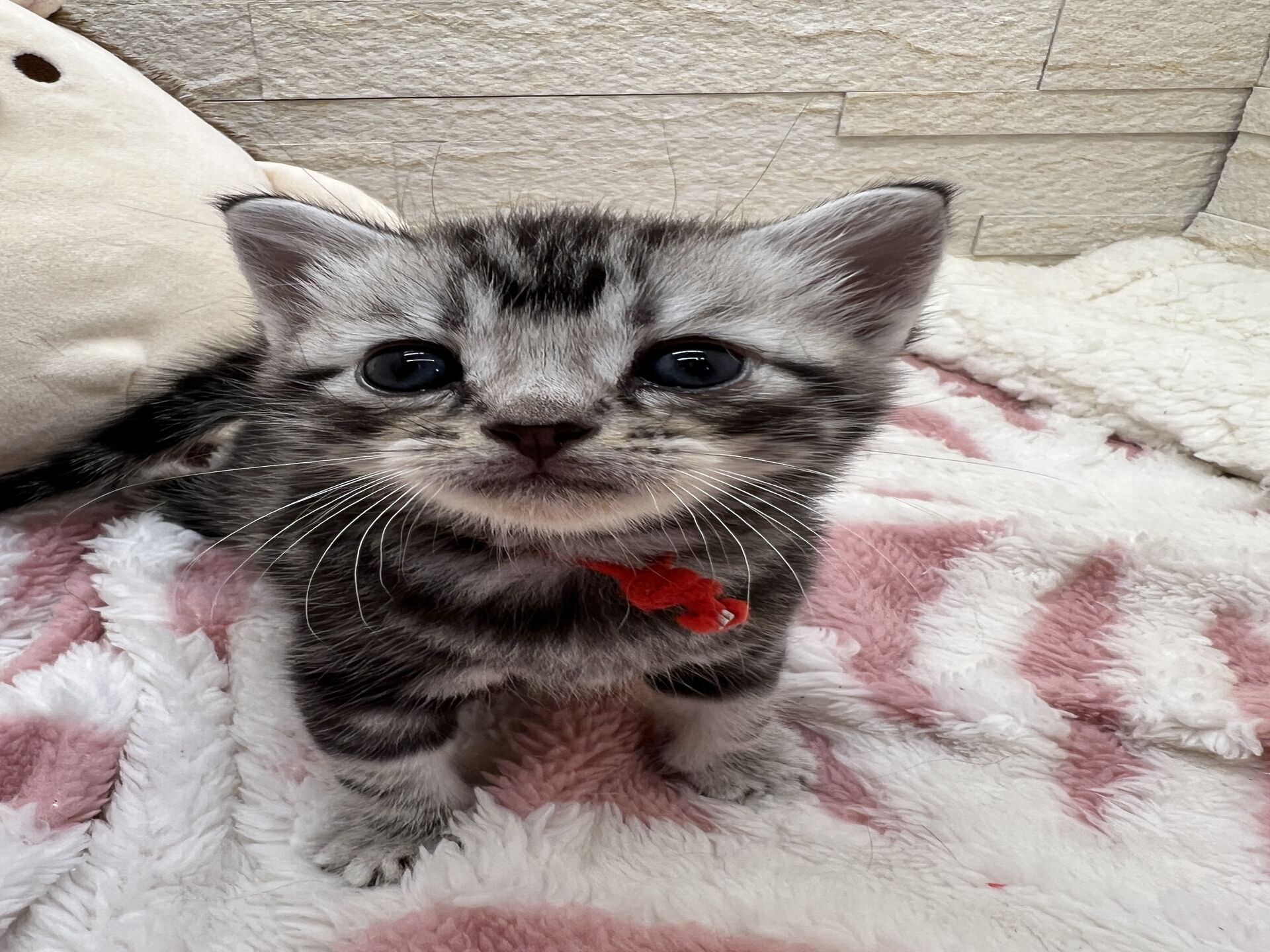 アメリカンショートヘアリン　あかいろちゃん