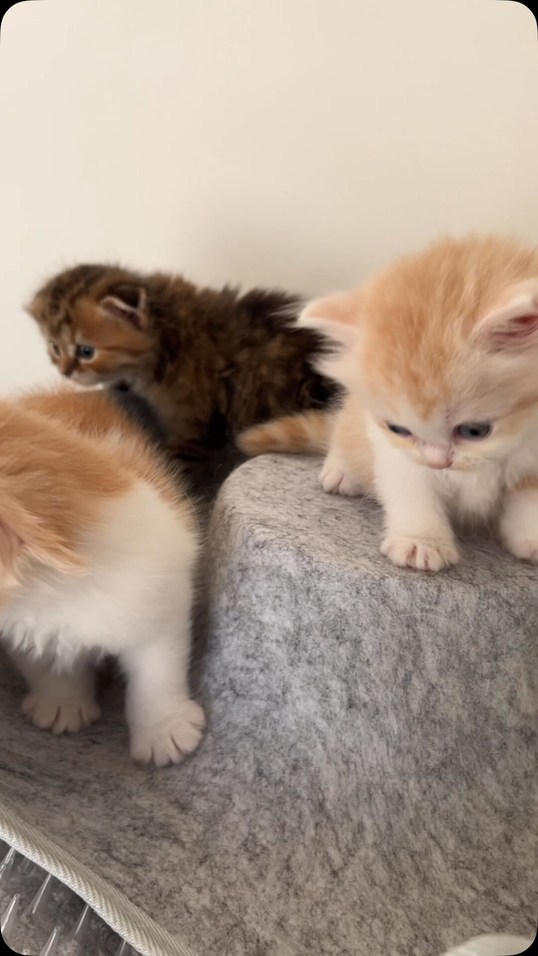 5兄妹のスコティッシュに癒されてみませんかー