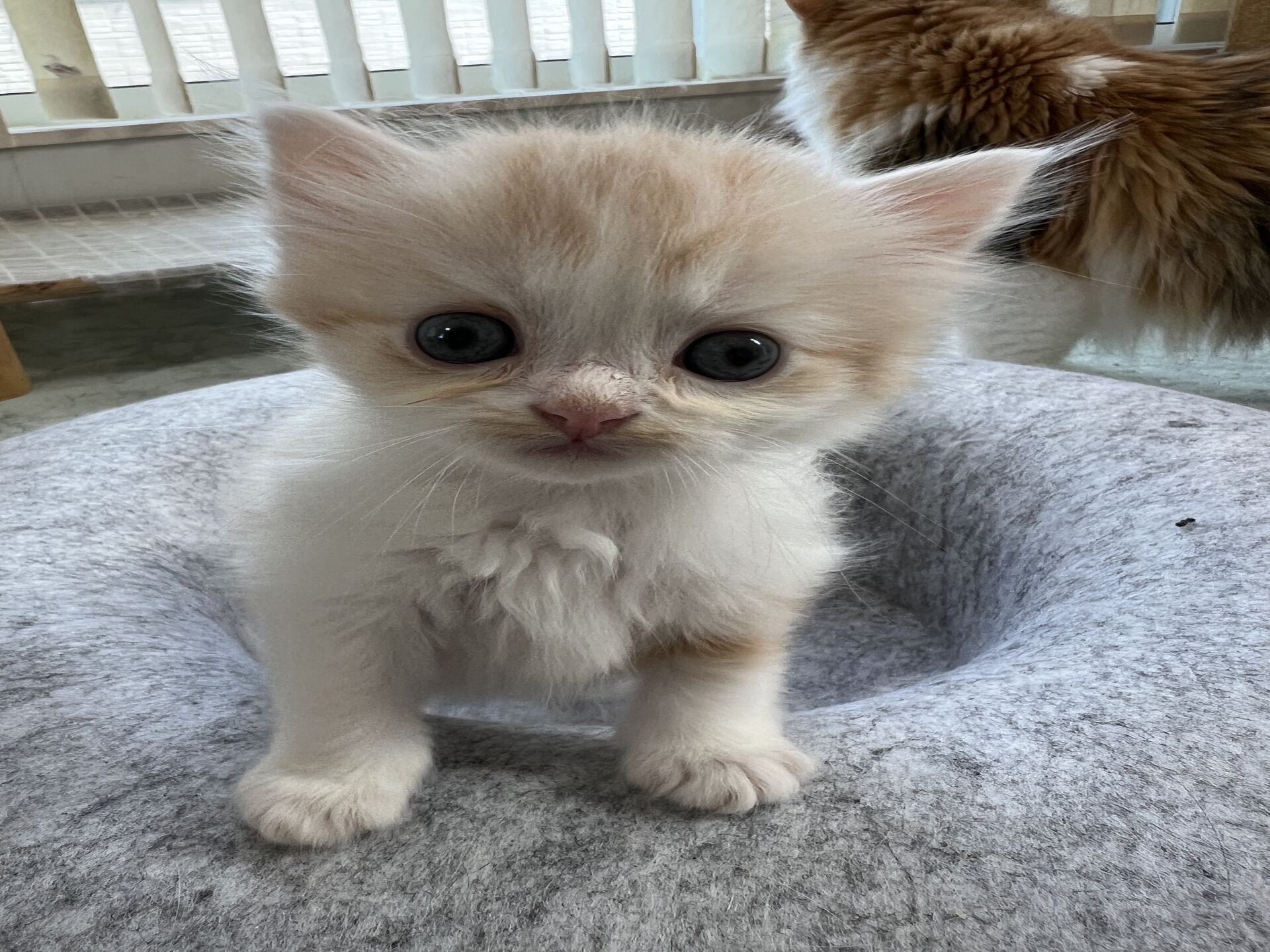 スコティッシュフォールドマリモ　レッドちゃん